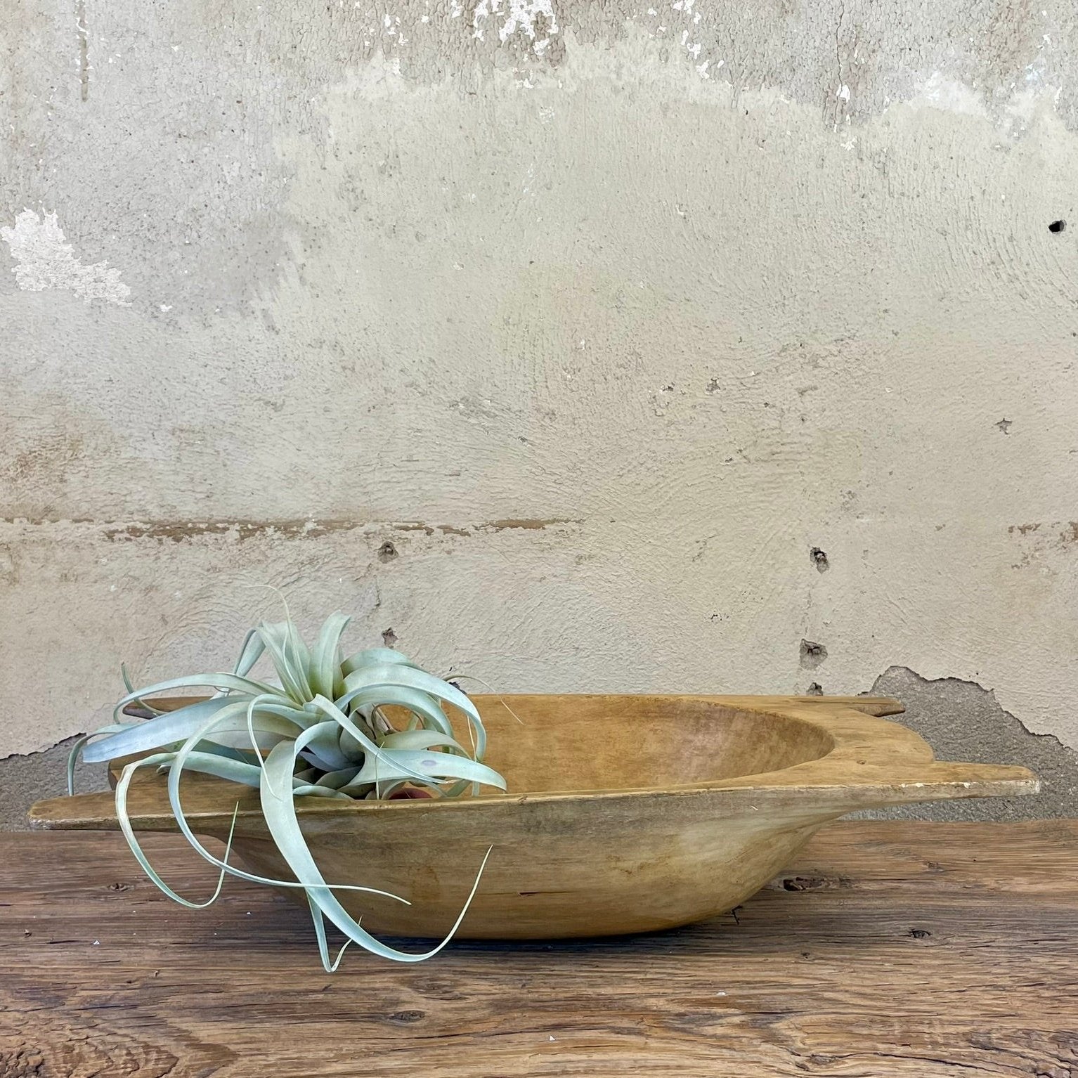 Wooden dough bowl lying flat on a wood surface holding a large silvery air plant